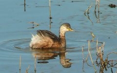 Young cormorant small.jpg