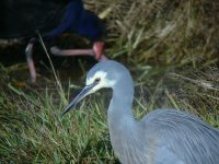 white faced heron.jpg