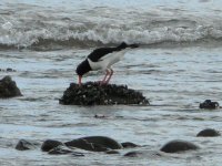 Oystercatcher, Wisemans Bridge.jpg