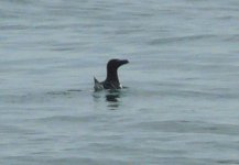 Razorbill, Barafundle Bay.jpg