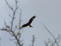 Red Kite, Sennybridge.jpg