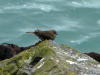 Rock Pipit, Skomer.jpg