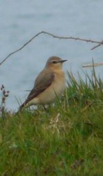 Wheatear, Barafundle Bay.jpg