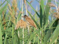 Great Reed Warbler.jpg