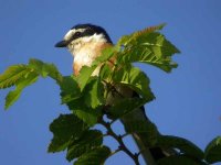 Masked Shrike(bf).jpg