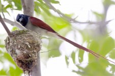 paradise flycatcher.jpg