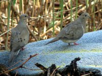 mourning doves.jpg