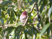 House Finch 101720 GW C.jpg