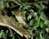 bare legged screech owl.JPG