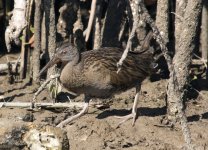 Clapper rail 1-18.jpg