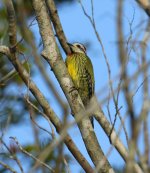 green woodpecker.JPG