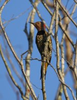 northern flicker yellshaft cuban.JPG