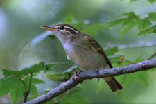 BF Warbler 210120.jpg