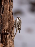 Brown Creeper 1.jpg