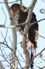 Sharp-shinned Hawk4 crop.jpg