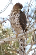 Sharp-shinned Hawk5 crop.jpg