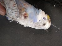 dead budgie.jpg