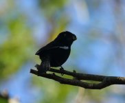 cuban bullfinch.JPG