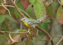 northern parula year1.JPG