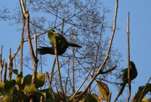 cuban parakeets.JPG