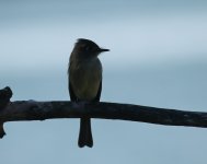 cuban pewee.JPG