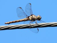 dragonfly 3.JPG
