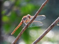 Cuba dragonfly 2.JPG