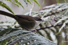 Eastern Chat-Tanager-3.JPG