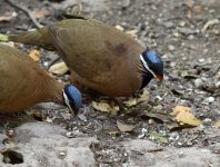 blue headed qu dove pair.JPG