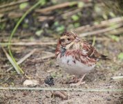 Rustic Bunting.jpg