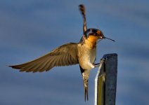 welcome  swallow(hirundo neoxena).jpg