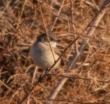 white throat 06012021Ganbarabad08.jpg