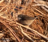 white throat-4 06012021Ganbarabad08.jpg