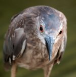 bc night heron juv KP E420 25mm_8014484.jpg