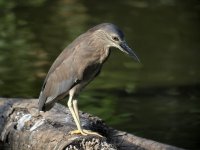 bc night heron KP E420 25mm sw20_8035047.jpg