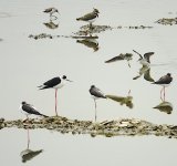 DSC08695 Northern Lapwing @ San Tin.jpg