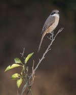 IMG_3051 Grey-backed Shrike @ Lam Tsuen.JPG