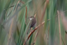 Clamorous Reed-Warbler_DSH03624.jpg