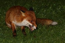 20210130 (1)_Red_Fox.jpg