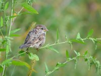 Field Sparrow 100520E GW.JPG