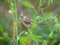 Field Sparrow 100520C GW.JPG