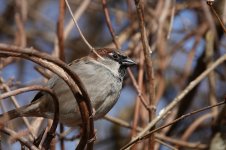 House Sparrow_BGBW.jpg