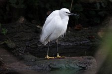 Little Egret.jpg