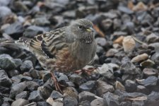 acc Alpine Accentor 15.1.21.JPG