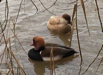 RC Pochard.jpg