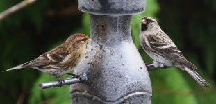 Grdn.Pale Redpoll with comparative Lesser for comp..jpg