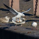 black-headed_gull20.jpg