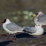 black-headed_gull21.jpg