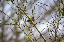 Dunnock.jpg