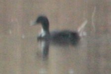 Mystery Duck 2.jpg